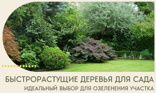 Быстрорастущие деревья для сада идеальный выбор в Горном-Алтайске