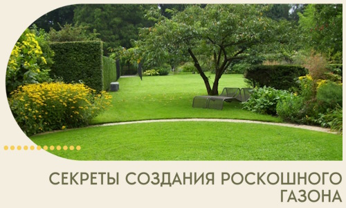 Секреты создания роскошного газона в Горном-Алтайске